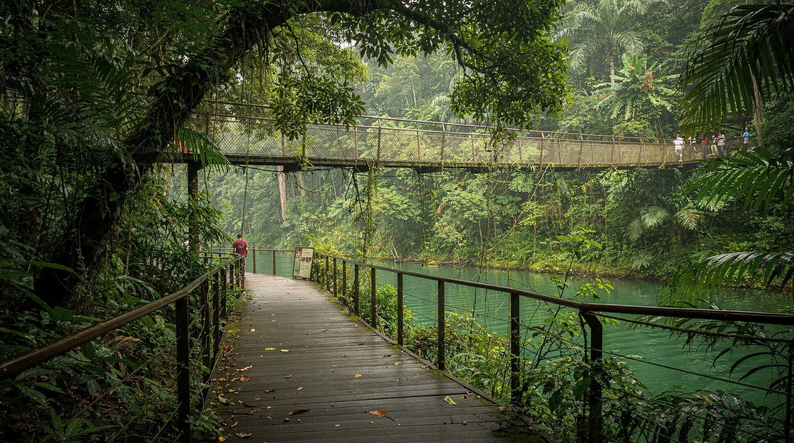 MacRitchie Treetop Walk: the complete honest guide for 2026
