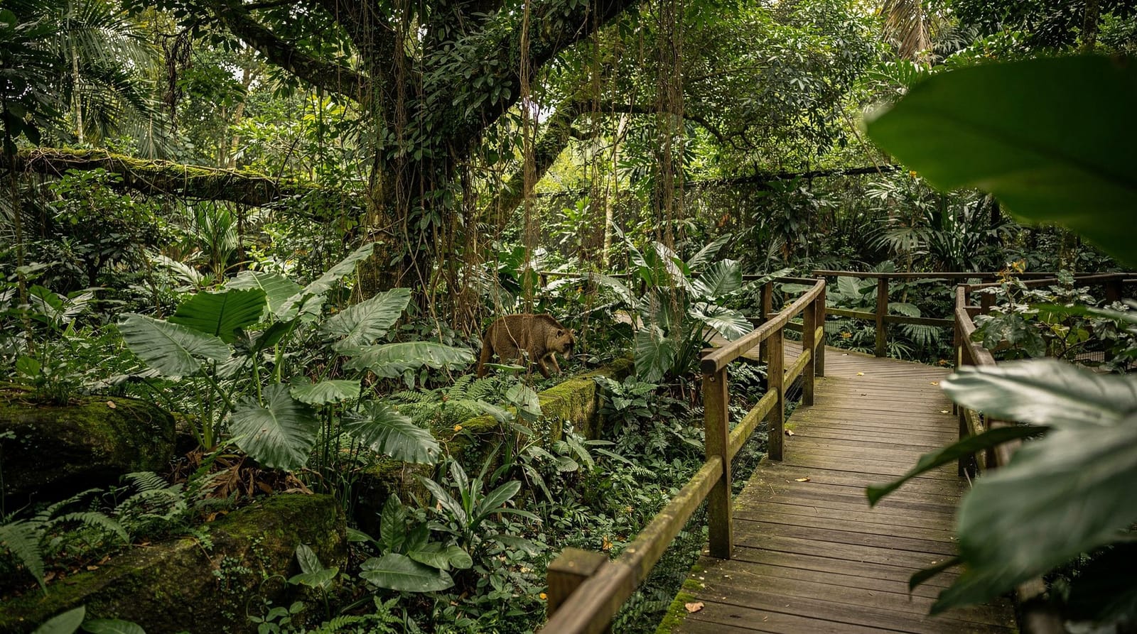 Night Safari tips: wat je moet weten voordat je gaat — Eerlijke tips voor de Night Safari in Singapore — tram versus wandelpaden, beste