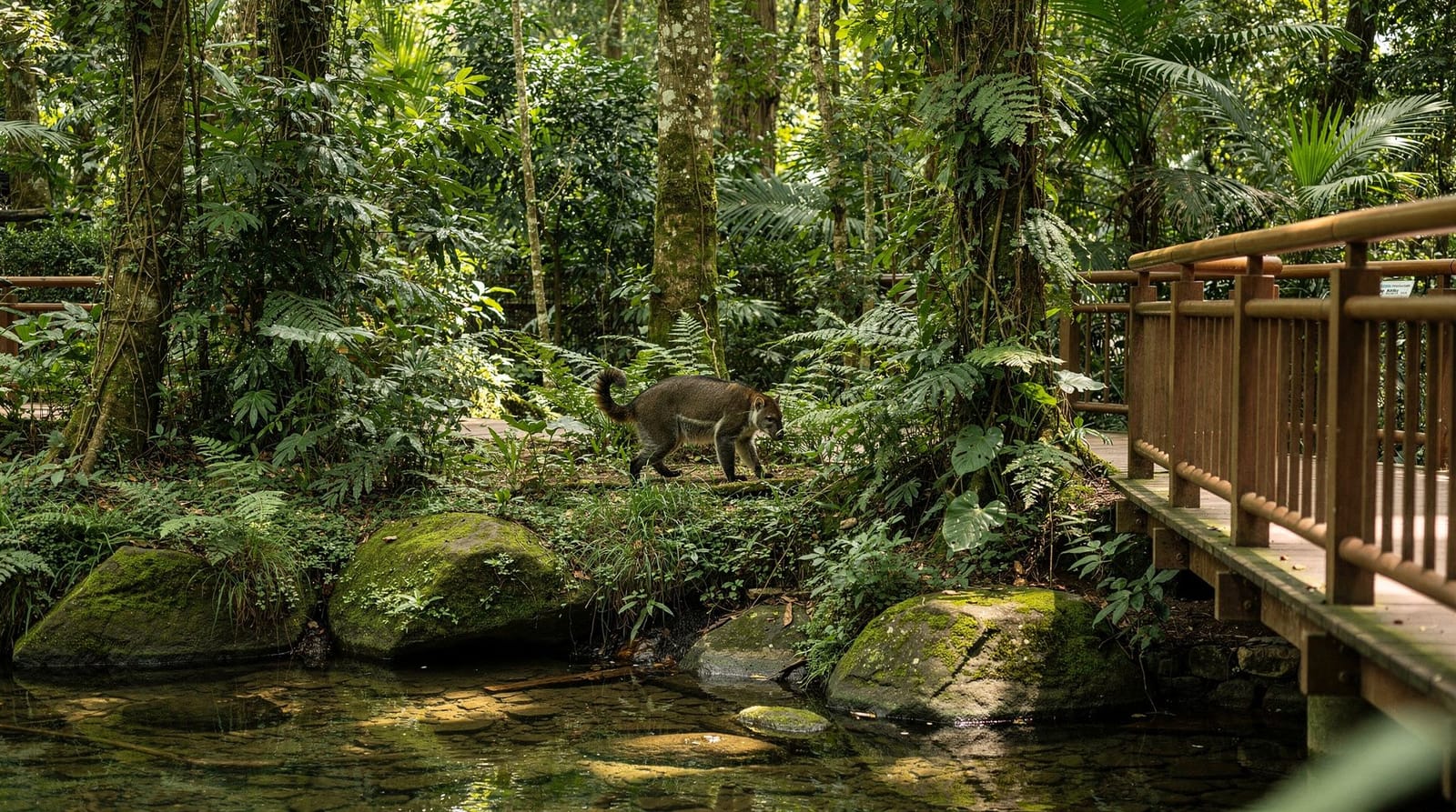Singapore Night Safari honest review — tram, trails, tickets (2026) — Honest review of Singapore Night Safari: what the tram actually shows, walking t